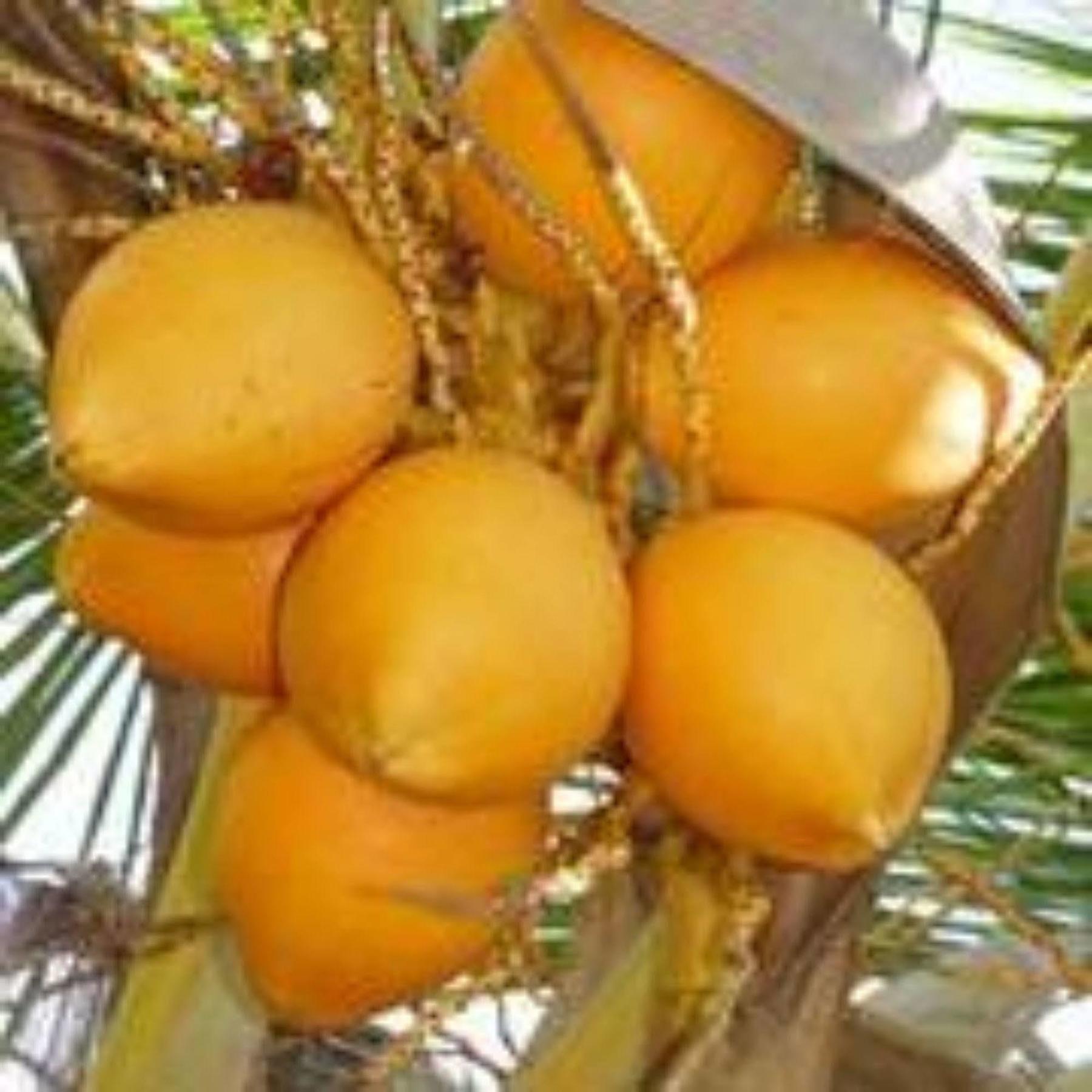 Masaaree Boutique Hotel Maafushi Kültér fotó